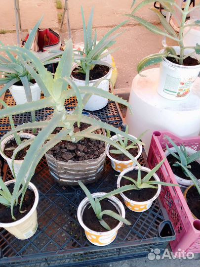 Каланхоэ. Алоэ. Золотой ус