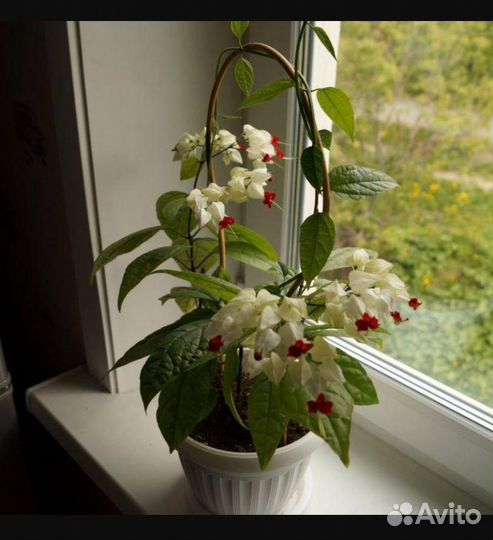 Домашние цветы 