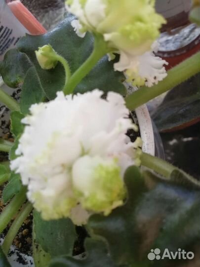 Сортовые фиалки