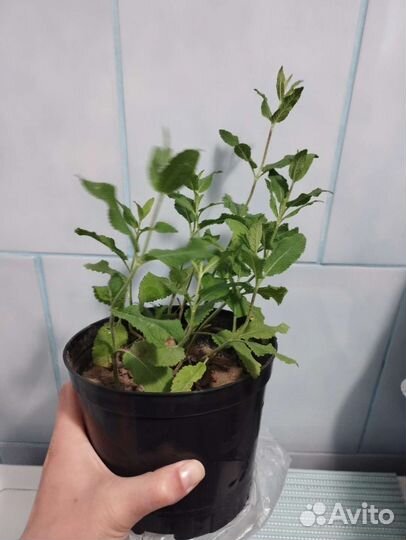 Шалфей дубравный Карадонна