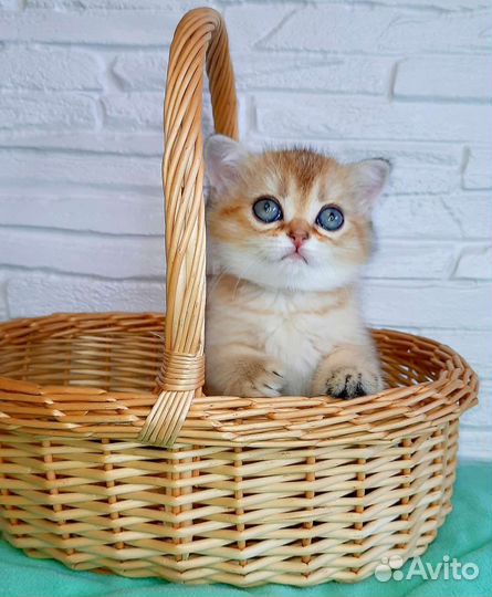 Шотландские котята