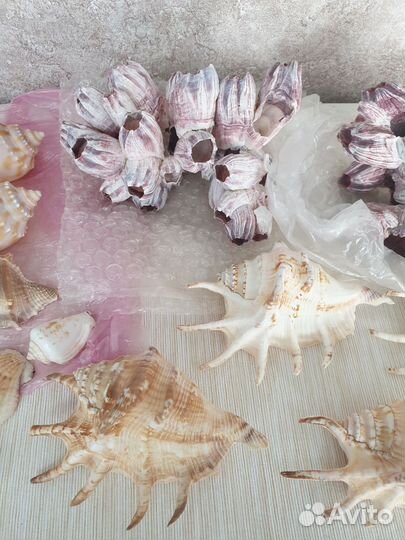 Ракушки для аквариума