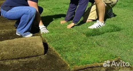 Продажа Рулонного газона