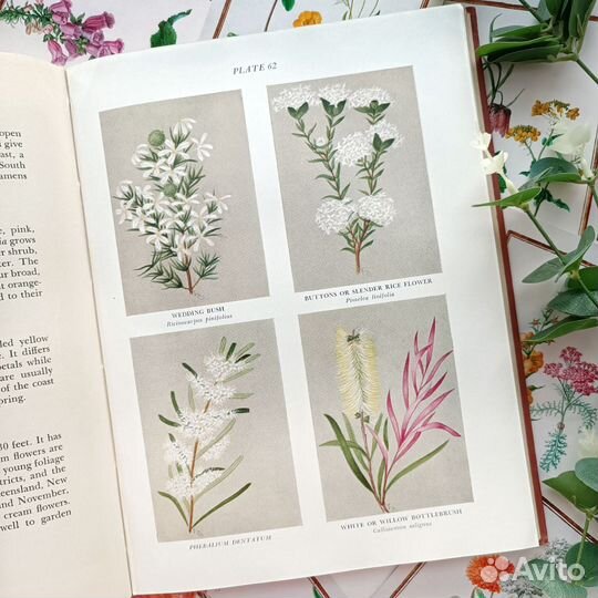 Старинная книга с ботаническими иллюстрациями