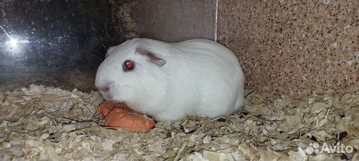 Аренда Морской свинки