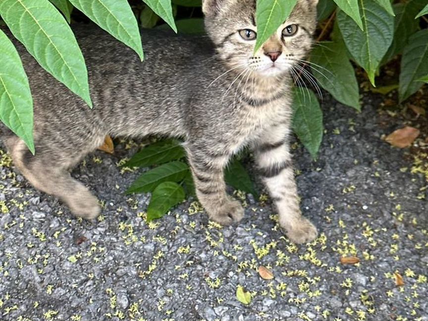 Котята мальчики с идеальной полосатостью