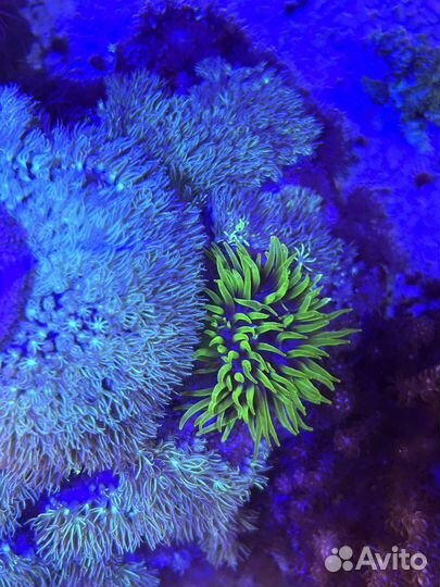 Кораллы в морской аквариум