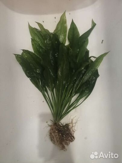 Растение аквариумное