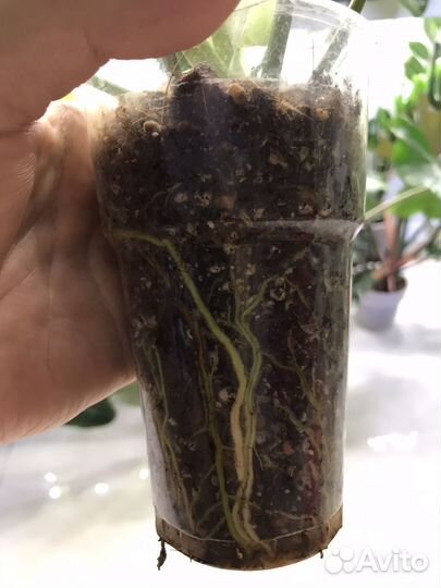 Филодендрон биллитау мраморный