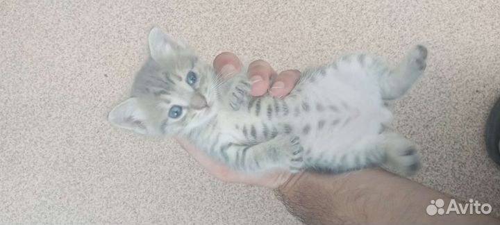 Маленькие котята ищут новый дом