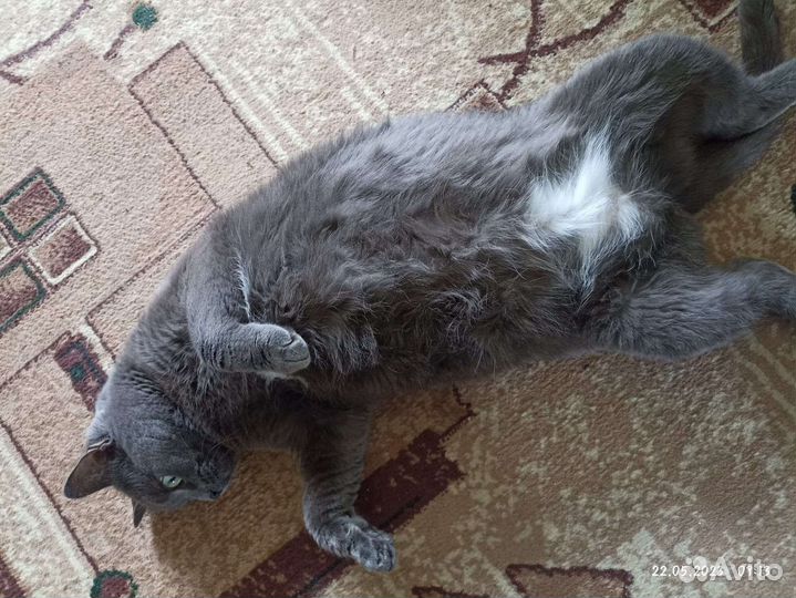 Кошка скрещена британка с обычной