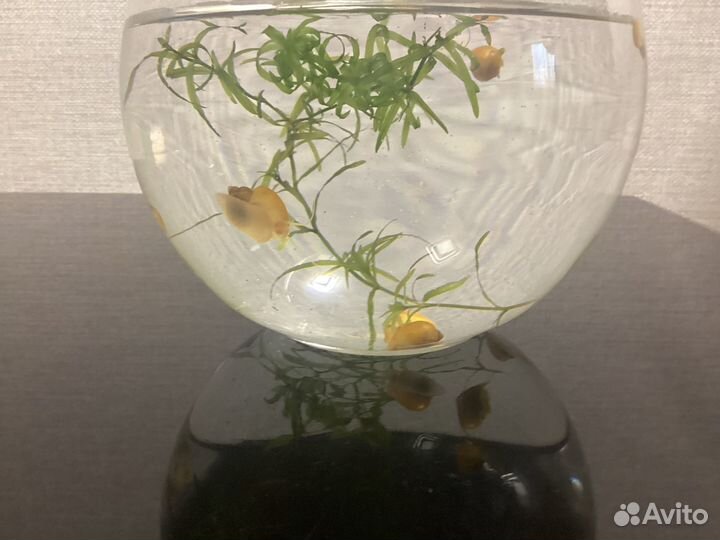 Улитка Ампулярия