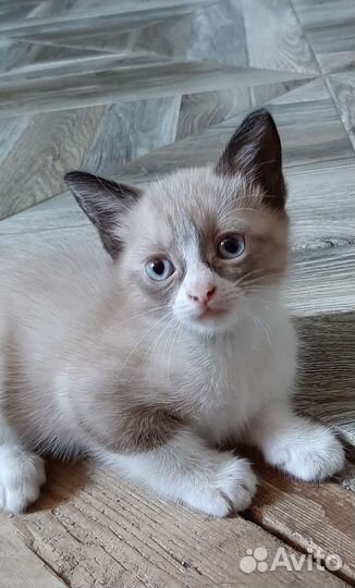 Котята