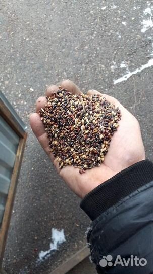 Семена Суданской травы