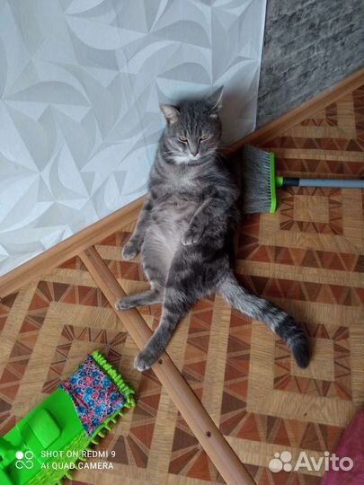 Кот Василий