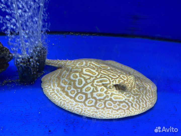 Скат Жемчужный альбинос