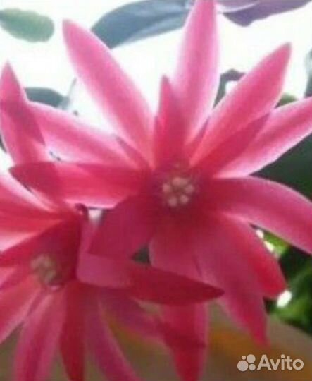 Декабрист шлюмбергера(в горшках взрослые растения)