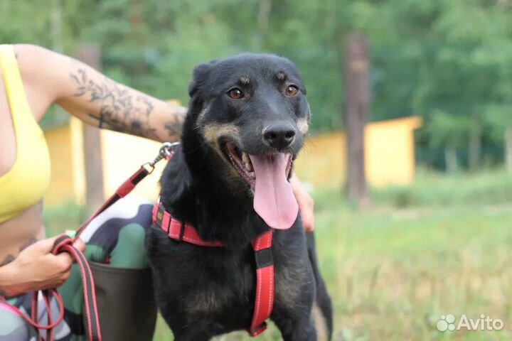 Собака в добрые руки