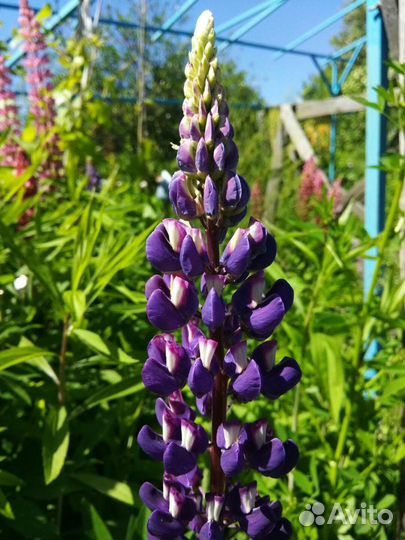 Семена люпина (смесь окрасок)