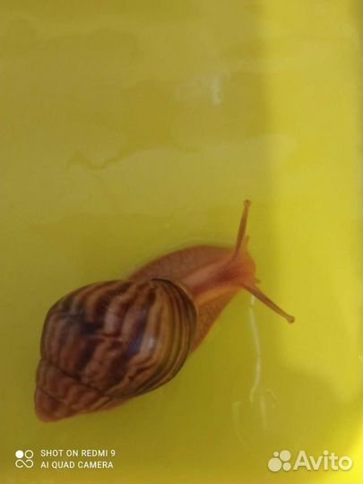 Улитки ахатины