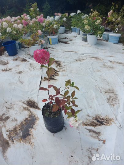 Гортензия метельчатая Фрейз Мельба