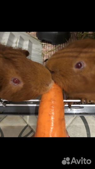 Морские свинки. Мальчики. Англ. селф. Из питомника