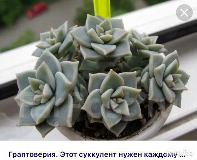Суккуленты. алоэ, граповерия