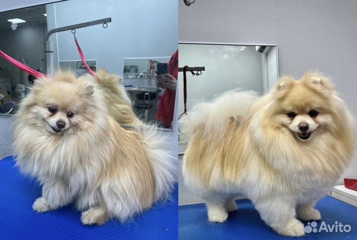 Стрижка собак и кошек