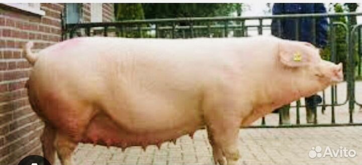 Семя хряка с Племрепродуктора