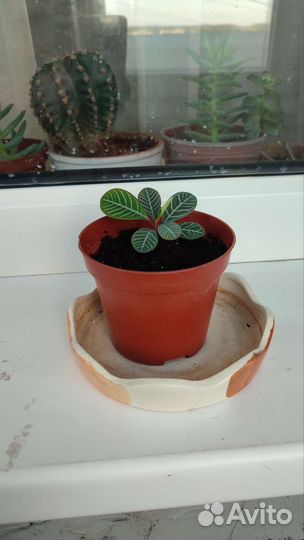 Молочай беложилковый