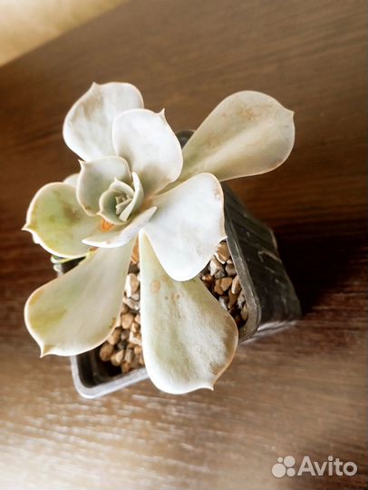 Суккуленты