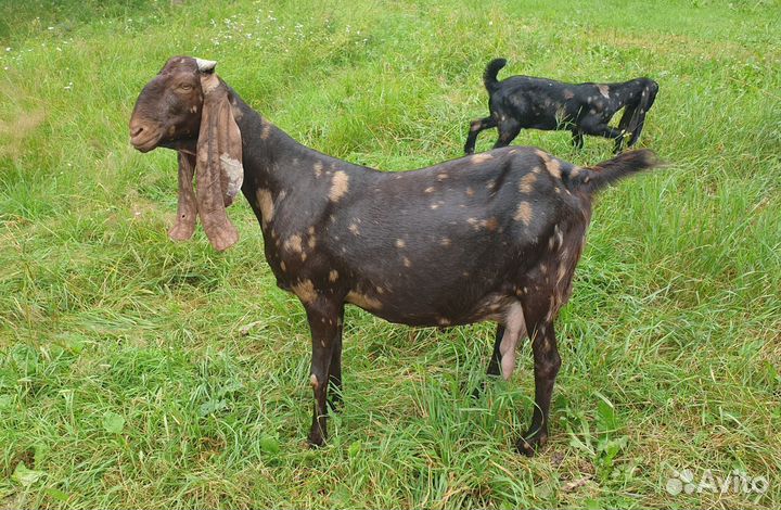 Чистопородные коза и козёл Камори
