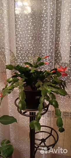 Зигокактус