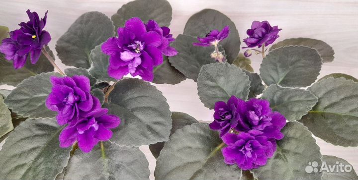 Фиалки цветущие