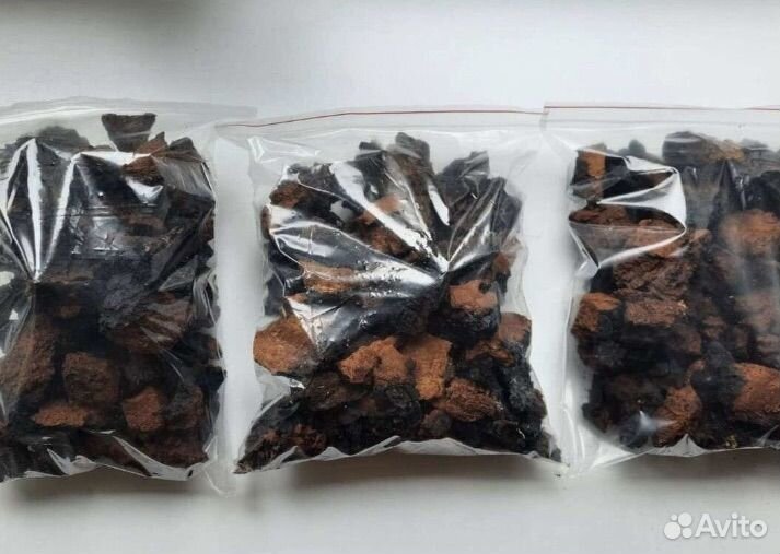 Березовый гриб чага