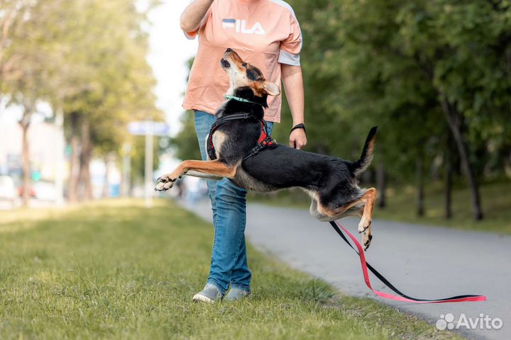Собака-инвалид в добрые руки