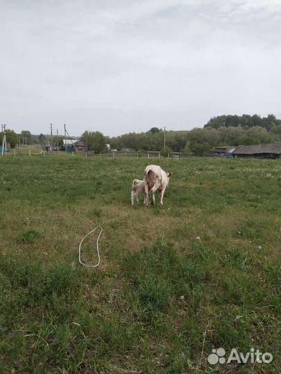 Корова с теленком