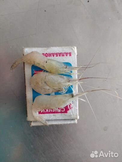 Креветка усик отварная крупная