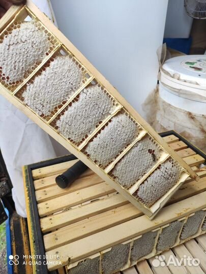 Продам мёд, пыльца,перга