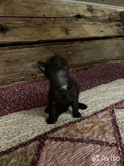 Котята в добрые руки бесплатно мышеловы