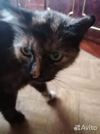 Кошка трехцветная в добрые руки