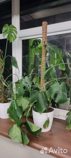 Монстера (3 шт)