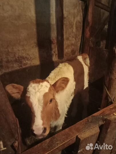 Продаётся тёлочка