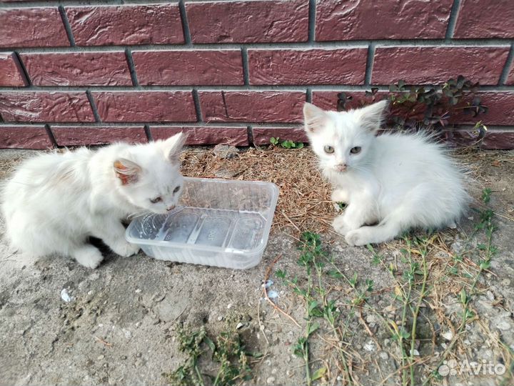 Турецкая ангора