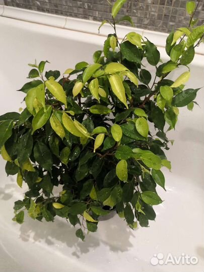 Фикус бенджамина Моник Голден