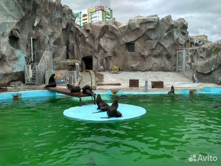 Автобусный тур Ижевск-Дед Мороз-Термы-Зоопарк