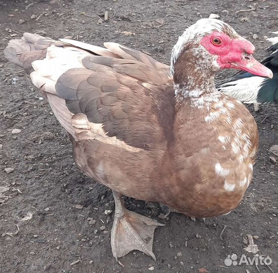 Утак и утки Красный бык Мускусные