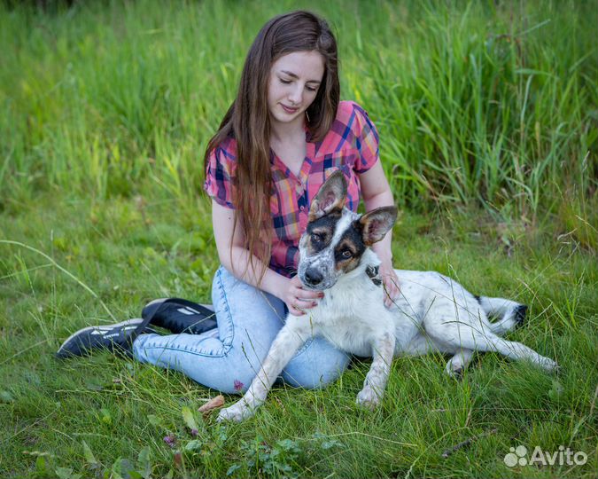Чудо собака в поисках своего дома, Смотри видео