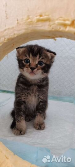 Шотландские вислоухие котята