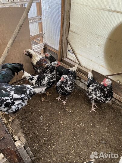 Куры домашние